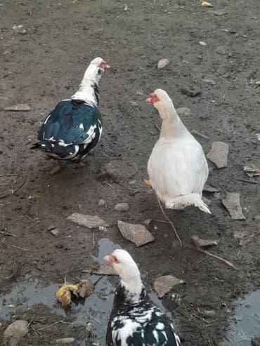 bakıda cucə satışı: Erkək, | Lal ördək, Ətlik, Ünvandan götürmə — 4