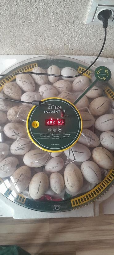 Biznes üçün avadanlıq: Çin, Tam avtomat — 8