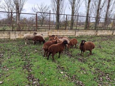 Информатика: Salam.14 baş əmilik quzudu.Onlardan 8 erkek 6sı dişi quzudu.Real — 4