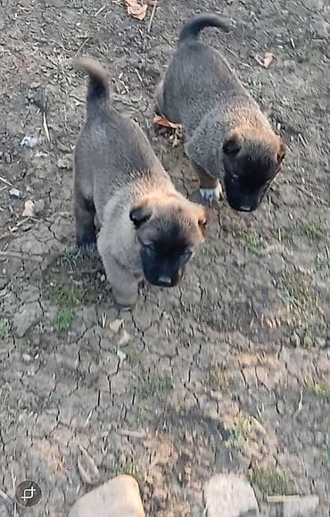 Quşlar: Məhsul: Balaca it balaları (cins: məlum deyil) Təsvir: - Şirin, tünd — 2