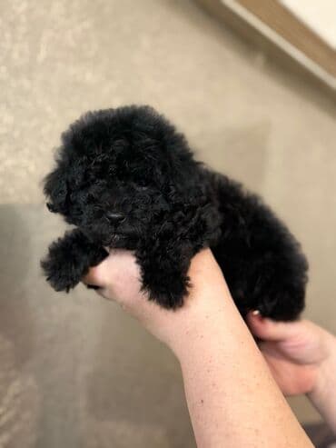 Pişiklər: Pudel, 2 ay — 7