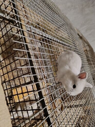 bala dovşanlar: Sevimli miniatür dovşan balaları - Rənglər: süd ağ, krem və açıq boz — 3