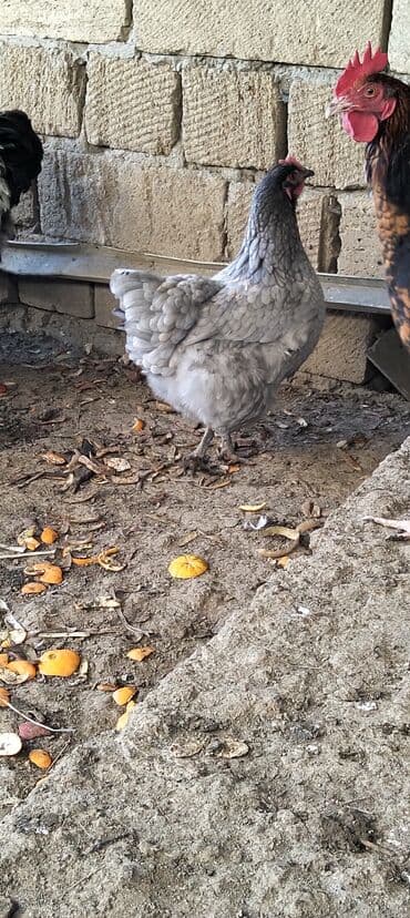 serebrist cuce satisi: Iki ilin Brama xoruzu təmiz cinsi di qatışqı yoxdu endirim olacaq bir — 4