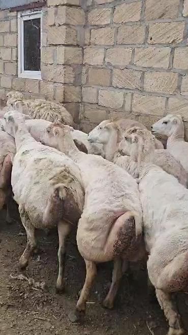 qoyun satşı: Dişi, il: 1, Pulsuz çatdırılma — 1