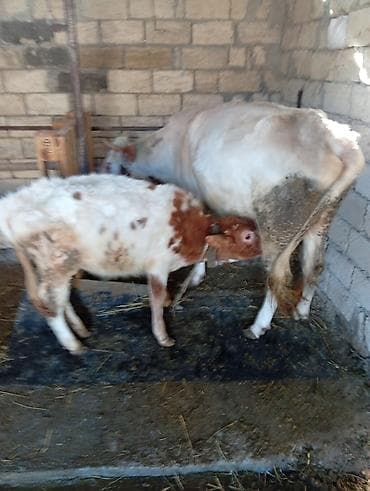 Balıqlar: Sağmal inək buzovla birlikdə - Cinsi: inək (sağmal), yanında — 2