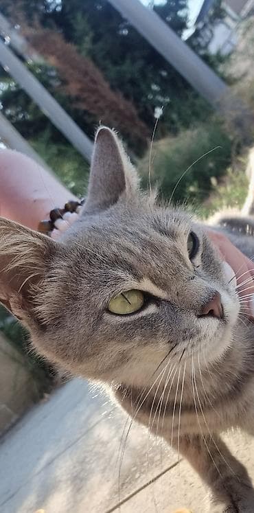 Tabbi, Dişi, Yaxşı əllərə, Ünvandan götürmə, Pulsuz çatdırılma