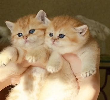 Balıqlar: Qızıl şinşilla, Erkək, Dişi, Ünvandan götürmə — 5