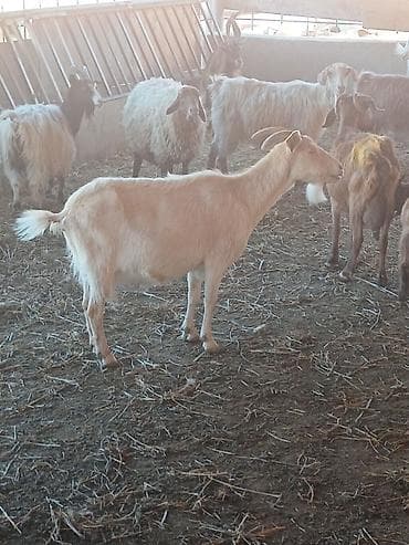 helep keci: Satılır: süd və ət istiqamətli yerli keçilər - Rəng: açıq krem/ağ — 3