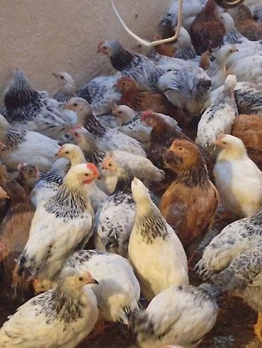 Бараны, овцы: Məhsul: - Cinsi selebrist ve lider - Ət və yumurta istiqaməti üçün — 1