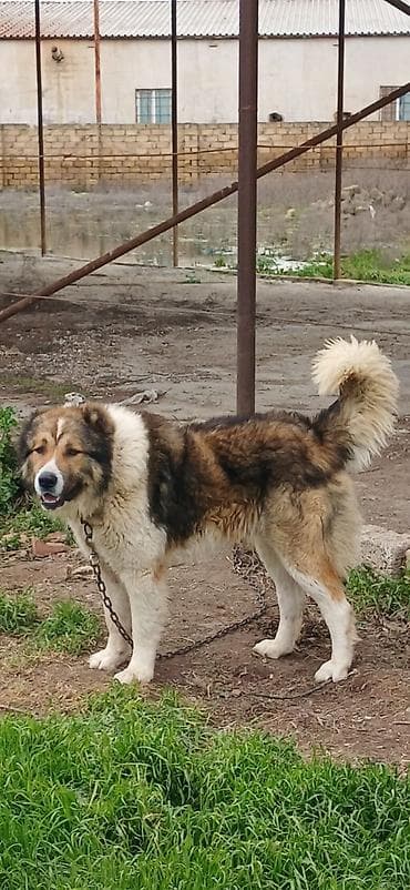 coban itləri: Qafqaz çoban iti, 1 il, Erkek — 5