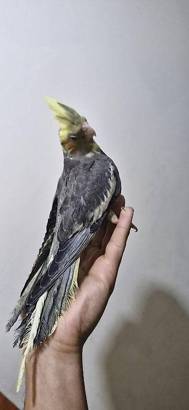 Akvarium aksessuar və ləvazimatları: Əl quşudur,dişləmir Dişidir Real alıcıya endirim olunacaq 3 aylıqdır — 4