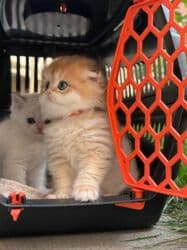 dişi pişik: Qızıl şinşilla, Dişi, Pulsuz çatdırılma — 9