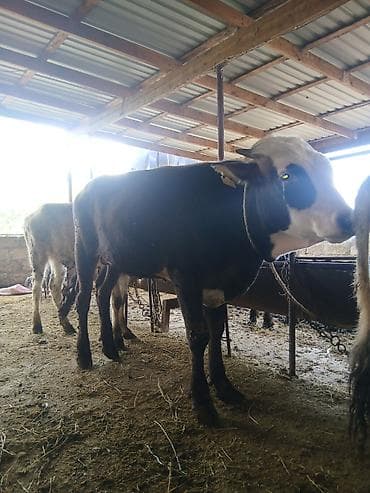 gəncə toyuq satan: 3 erkək 2 dişi dana — 1