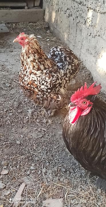 Karlik koxin cutu satilir.
Qiymeti 70 azn
Unvan Yevlax lalafo.az -da Karlik koxin cutu satilir.
Qiymeti 70 azn
Unvan Yevlax