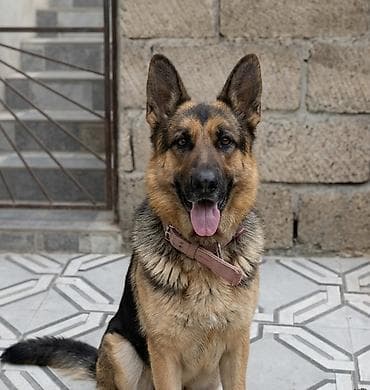 xaski sekilleri: Alman çoban iti, 1 il, Dişi, Peyvəndli, Ünvandan götürmə — 6