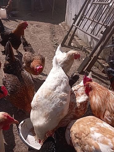 toyuq ayağı: Toyuq, Ətlik — 6