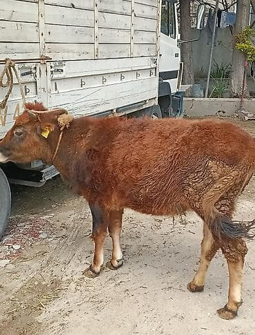 mal bazarı: Dana, buzov — 4