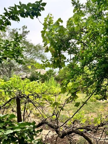 дачи в аренду посуточно: Баку, Пос. Паршаги, 100 м², 6 комнат — 6