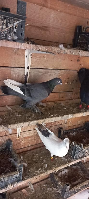 qus sesi: 15 manat mayadi — 5