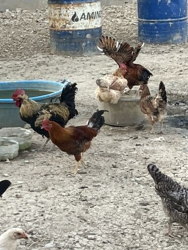 cücə və xoruz: Toyuq, Australorp, Brama, Damazlıq, Ünvandan götürmə — 33