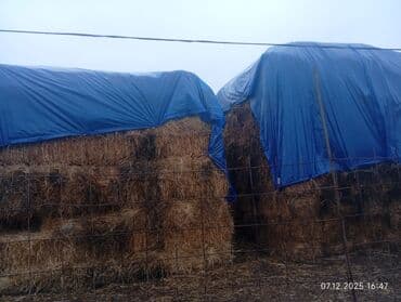 toyuq yem qabi: Satış: Balya formada yonca/saman - Kvadrat balyalar, üstü mavi suya — 2