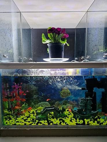 siberian wellness qurd dermani: Akvarium 30 sm dir 7 baliq. 1 wuwe temizleyen baliq Hava filtiri — 1