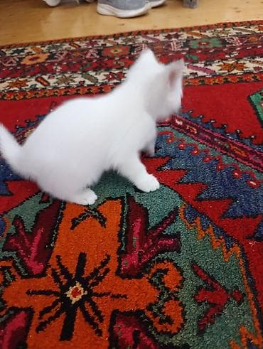 it pişik: Yaxşı əllərə — 5