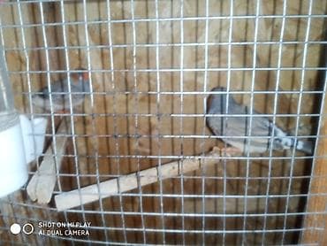 qu qusu: Amadin zebra satılır cüt və ya tək
055-653-79-97 nömre — 3