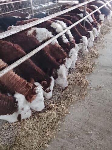 simental inekler azerbaycanda: Satılır — 5