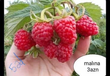 bitki dərmanları satışı: Килемейве. Тинклери. Сатылыр. Чатдырыма. Вар. Вотсапп — 2