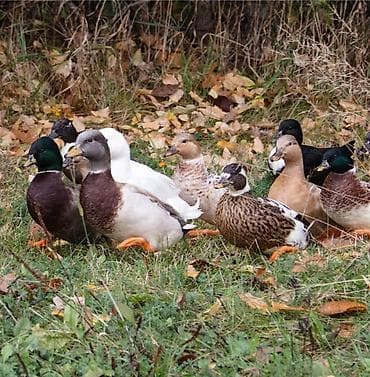 heyvanlar ucun bit dermani: Məhsul: ördək sürüsü (koldak ördək ) Təsvir: - Təsərrüfat və həyət — 1