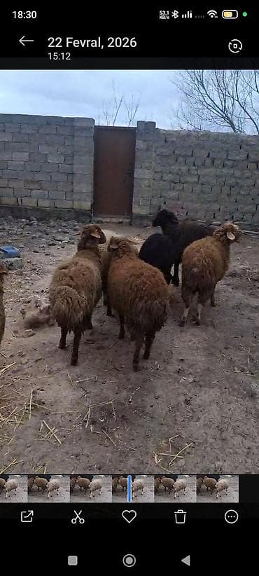 pudel it satisi: 6 dişi 1 erkek satılır Qoyun sürüsü – yerli ətlik/yunluq istiqamət - — 1