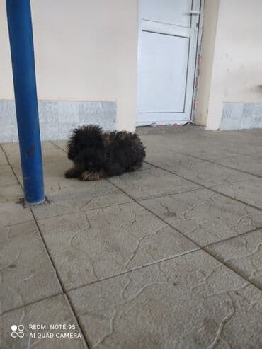 qurdbasar itleri: Pudel — 7