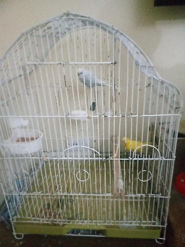 Yataqlar: Dalmatin və sarı rəngli iki dalğıç (büdegerqar) quşu ilə birlikdə — 4