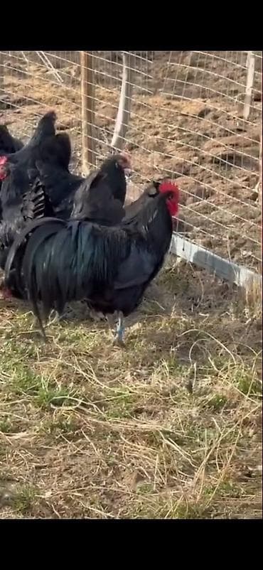 Quşlar: Astirolop toyuqları 11 eded satılır 2 xoruz 9 toyuq — 8