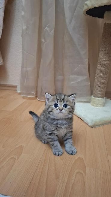 qus satisi: Britan — 4