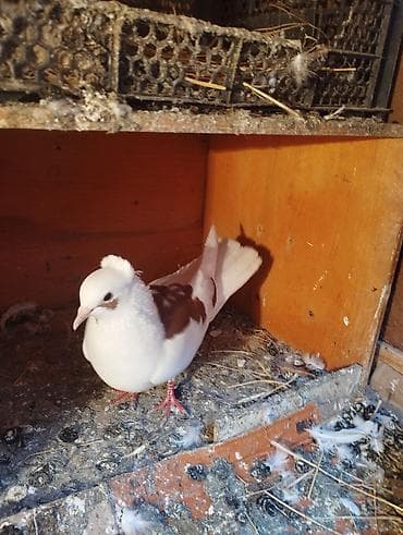 Digər heyvanlar: Qırmızı ebres quyrug erkey super oynamagi ucmagi var cep maya ucub — 2