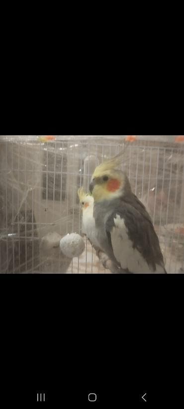 Gəmiricilər: 1cüt karella qəfəs yem və su qabilari yellənçək yuva qusdarda hazır — 5