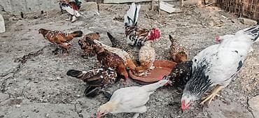 bantam: Toyuq, Damazlıq — 5