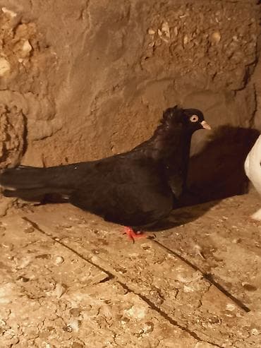 göyərçin satışı: Cins: Qara rəngli bəzək göyərçini (adi “toppuzlu/baş tüklü” tip) — 6