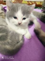 Информатика: Шотландская, Самец, Самка, Самовывоз at lalafo.az — 7 Информатика: Шотландская, Самец, Самка, Самовывоз — 7