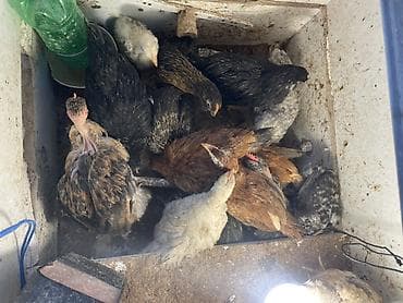 toyuq setkası: Toyuq, Australorp, Damazlıq, Ünvandan götürmə — 4