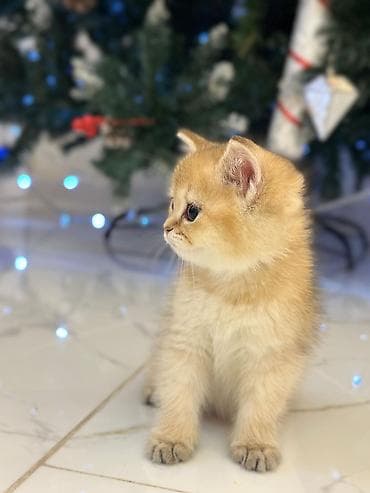 sfinks pişik: Britan — 6