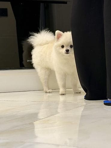 Şpitz, 4 ay, Erkek, Peyvəndli