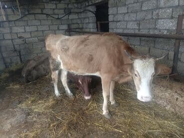 dovşan qiymətləri: Dişi, il: 1, 150 kq, Ətlik, Ünvandan götürmə — 1