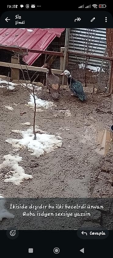 Satılır: Misk ördəyi (Muscovy duck) Xüsusiyyətlər: - Rəng: tünd lalafo.az -da Satılır: Misk ördəyi (Muscovy duck) Xüsusiyyətlər: - Rəng: tünd