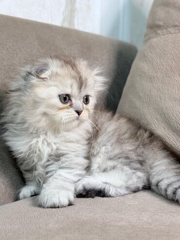 шиншилла кошка цена: Шиншилла, Самка — 2