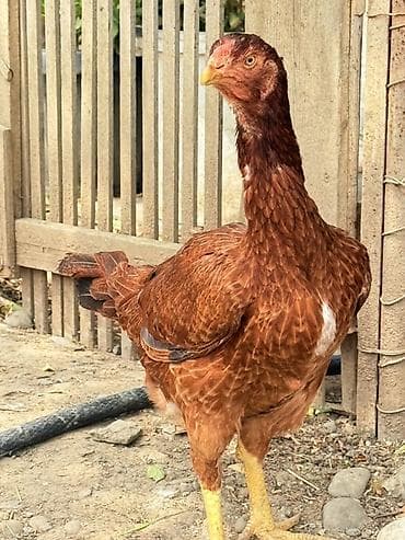 sort toyuq: Məhsul: heyratı fərəsidir 1.8 yaş Super qan iri çəki isdiyen yazsın — 1