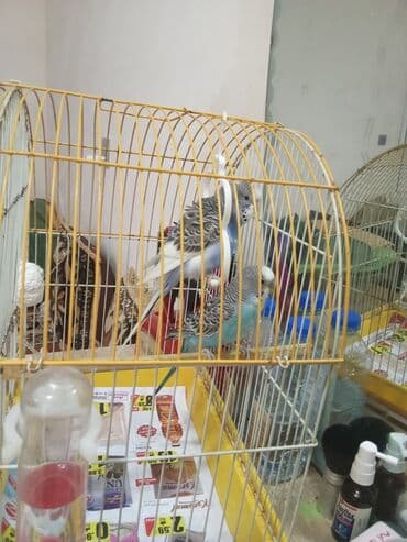 karlik dovsan satisi: Tutuquşu qəfəs aksessuarlari ilə birlikdə verilir . uşaqlara gözəl — 3