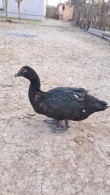 ordeyler: Erkək, Damazlıq, Pulsuz çatdırılma — 3